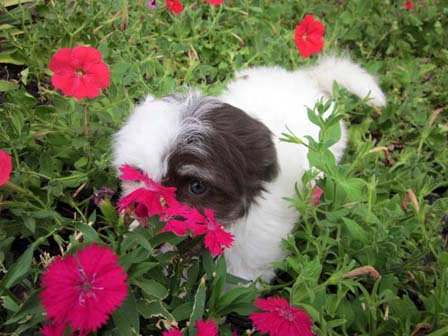 white-chocolate-havanese-puppy-breeder-in-utah-and-arizona